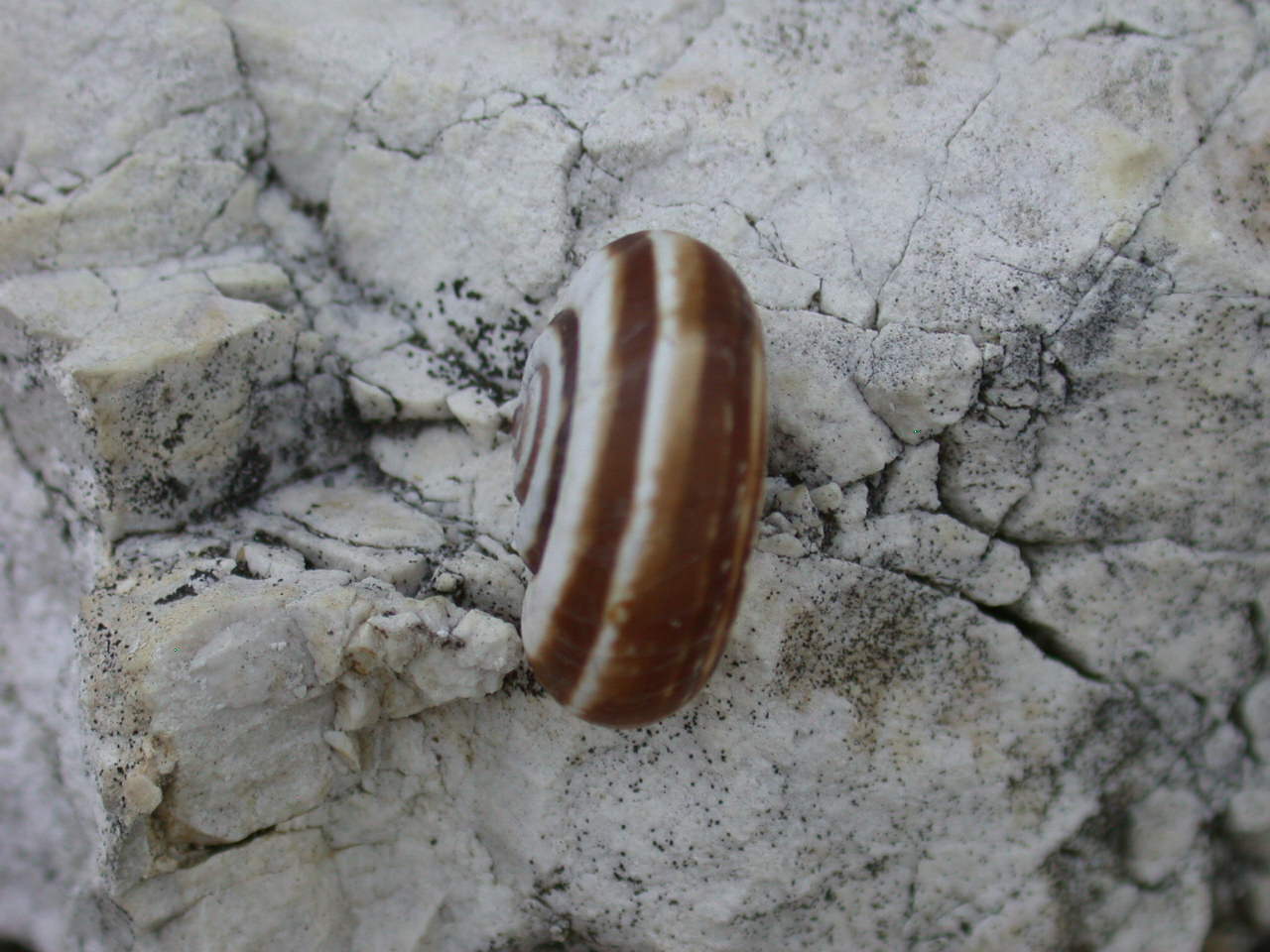 Cernuella neglecta - Castelvecchio Subequo(AQ)